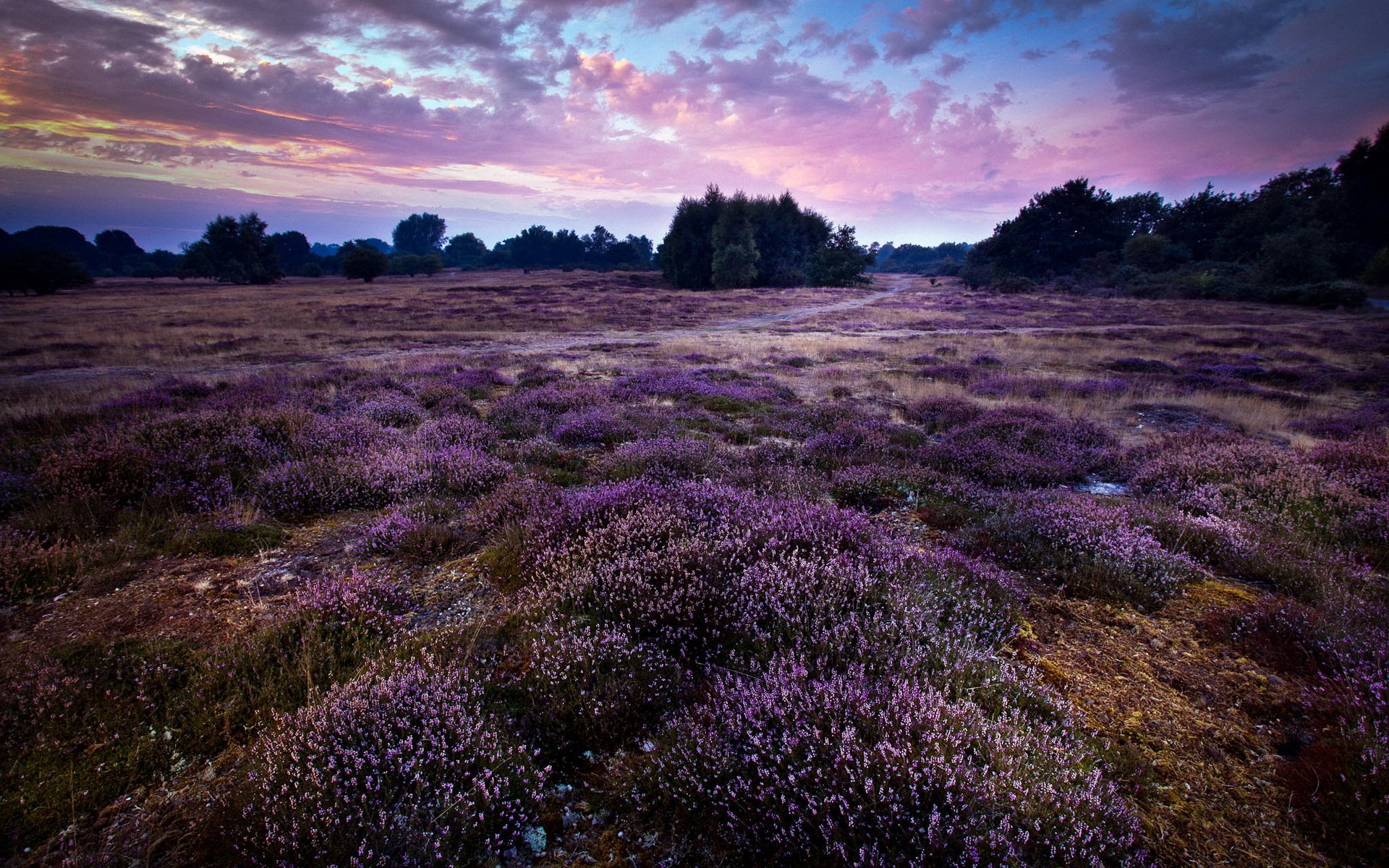 lila landschaft england gb