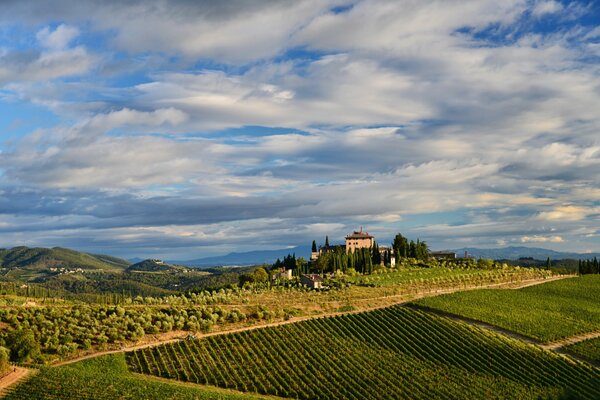 Ein Weinberg in Italien vor dem Hintergrund eines bewölkten Himmels