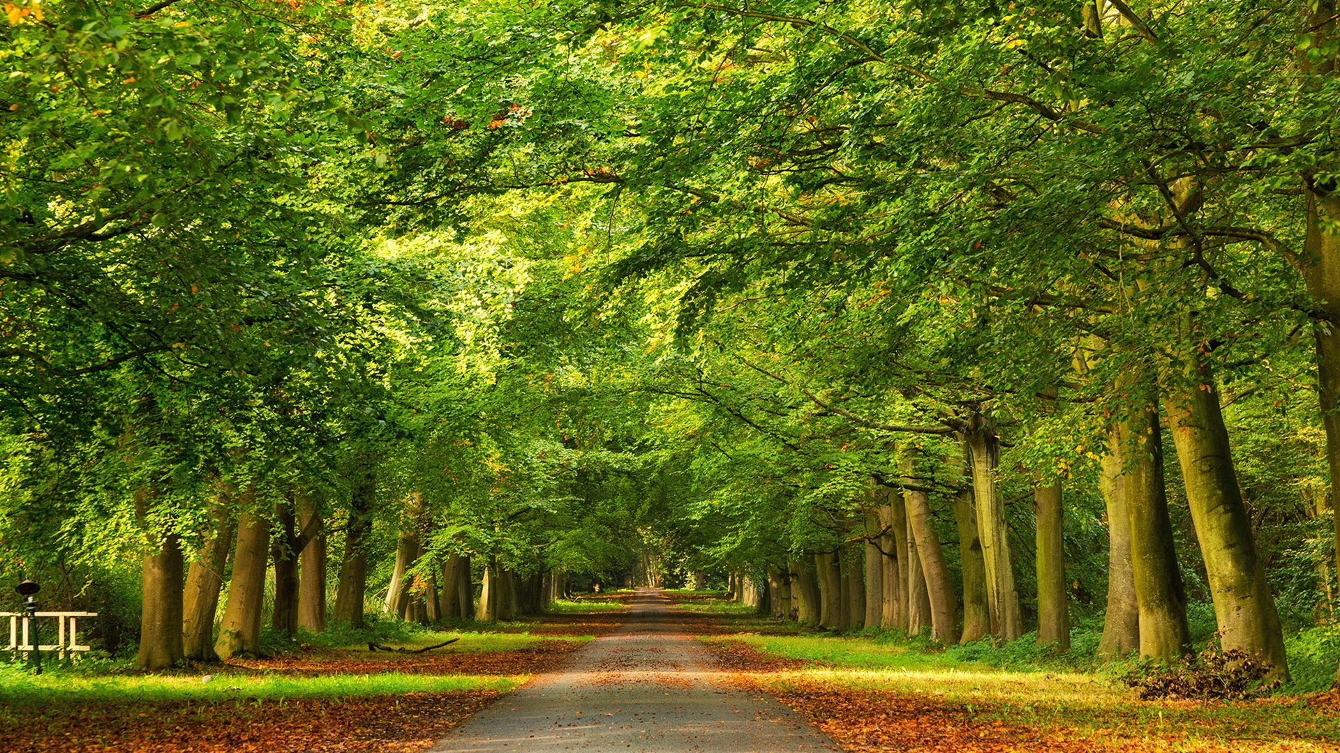 straße bäume herbst