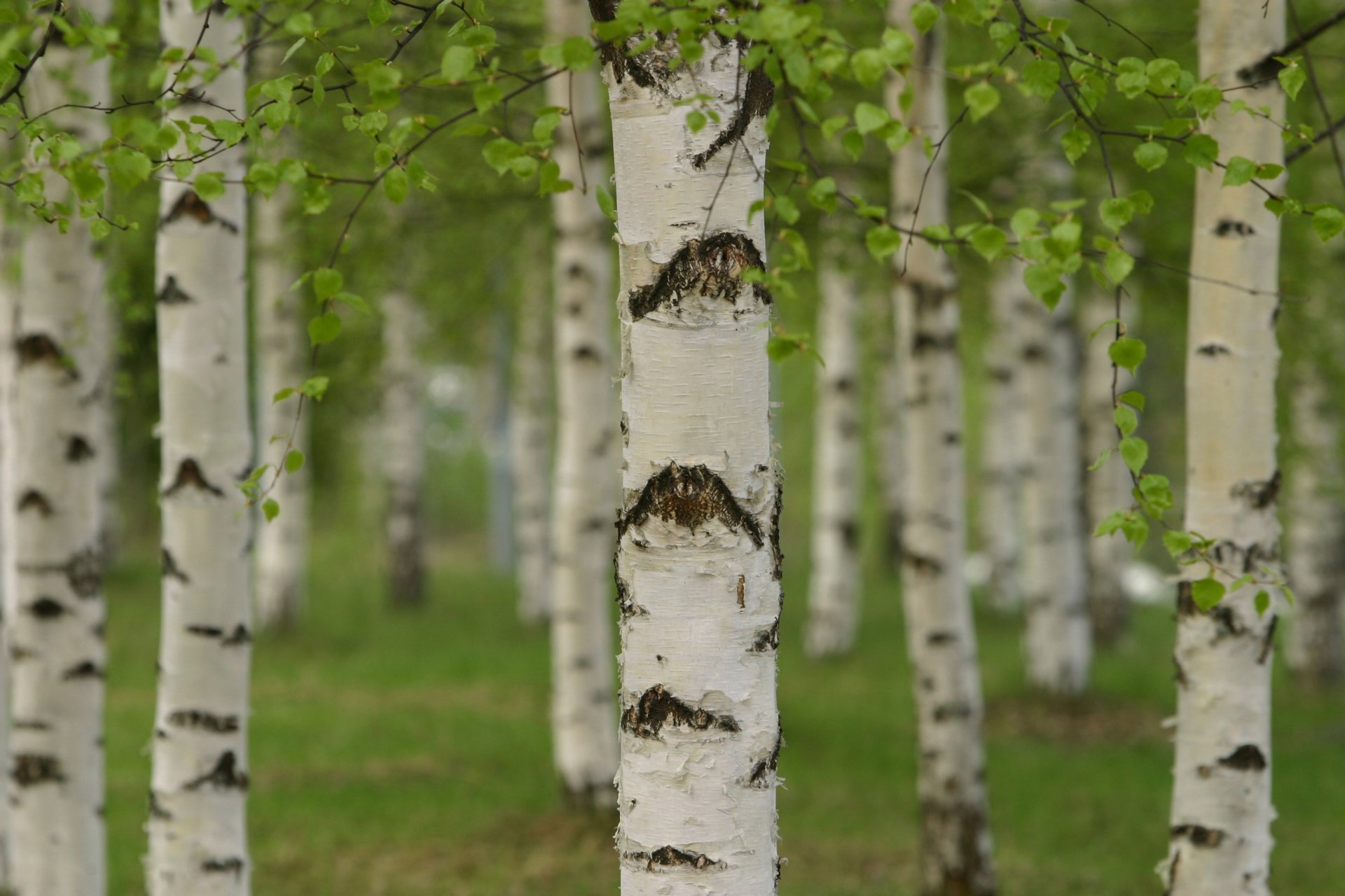hain wald