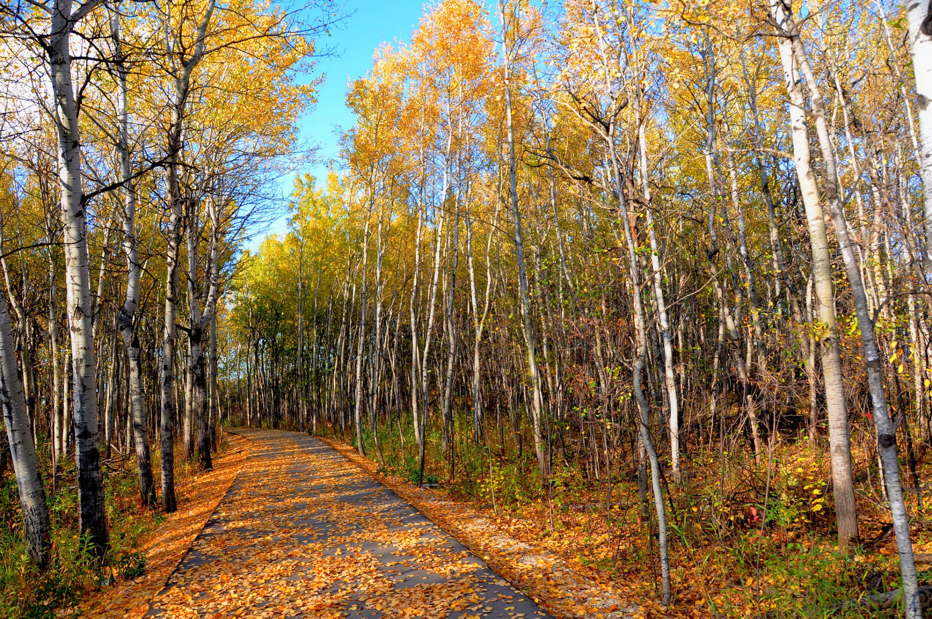 himmel park wald hain herbst blätter bäume straße