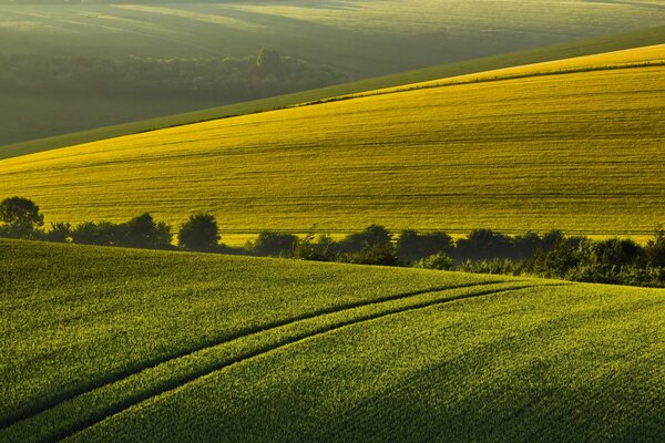Sommermorgen vor dem Hintergrund der Feldlandschaft
