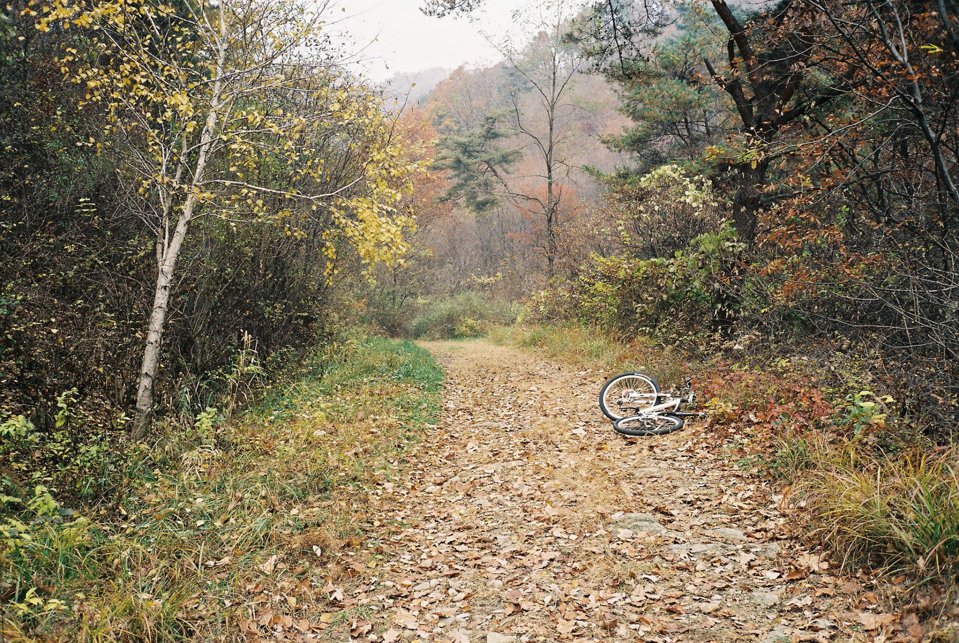 herbst wald bäume nebel gehweg fahrrad