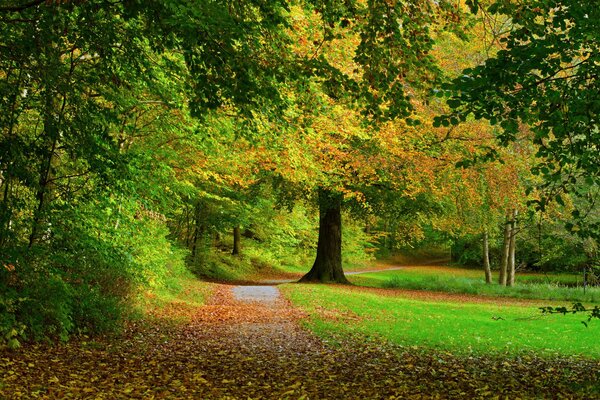 Bäume und Laub im Herbst