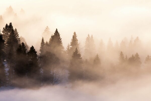 Morgennebel im dunklen Wald