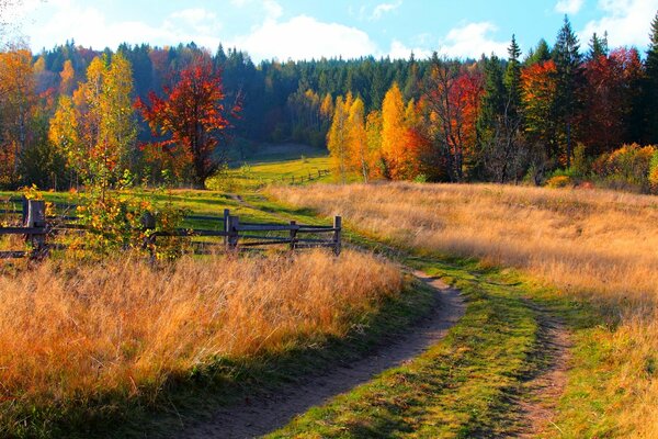Bunte Farben der Bäume im Herbst